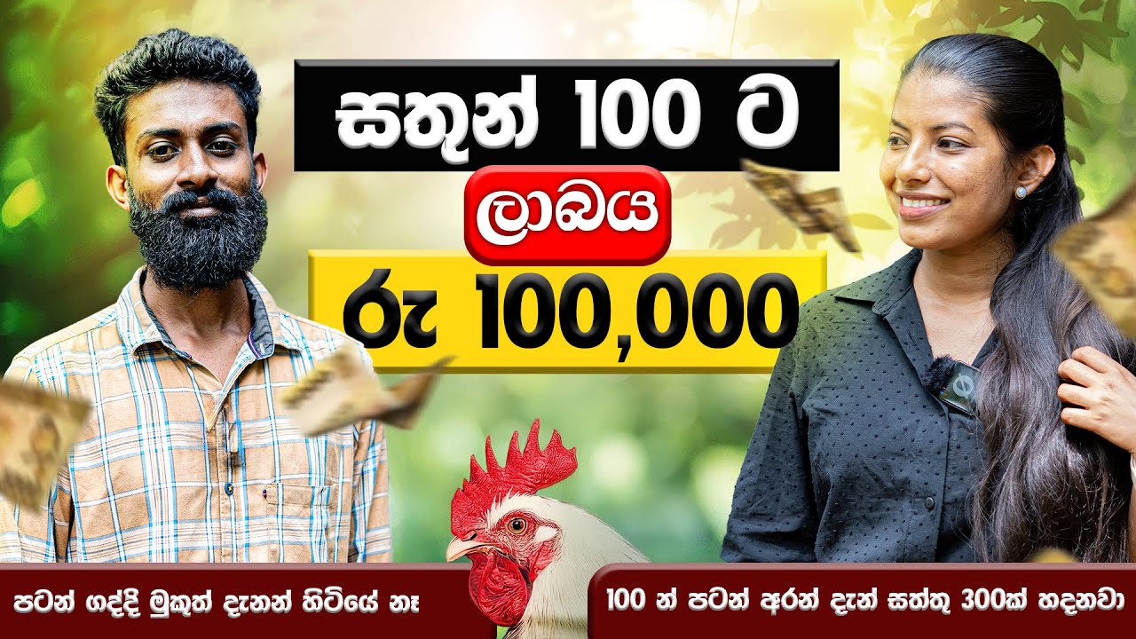 බ්‍රොයිලර් සතුන් සීයෙන් ලාබය රුපියල් ලක්ශයයි  | පොඩියට කරලා දියුණු වෙන රහස | Milmolac
