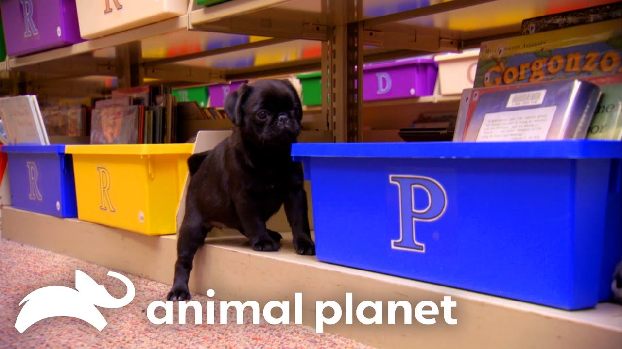 Most Adorable Pint-Sized Pets Moments | Too Cute! | Animal Planet
