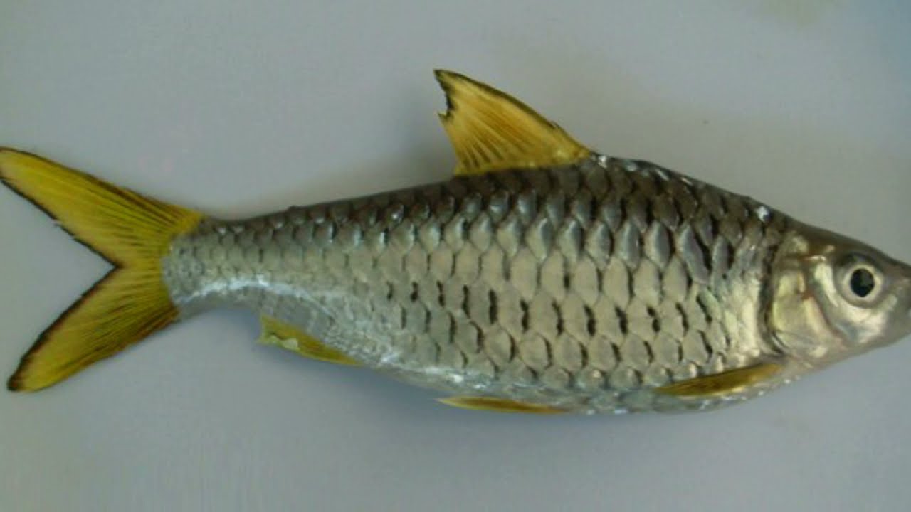 Mengenal lebih dekat jenis dan nama-nama ikan wader