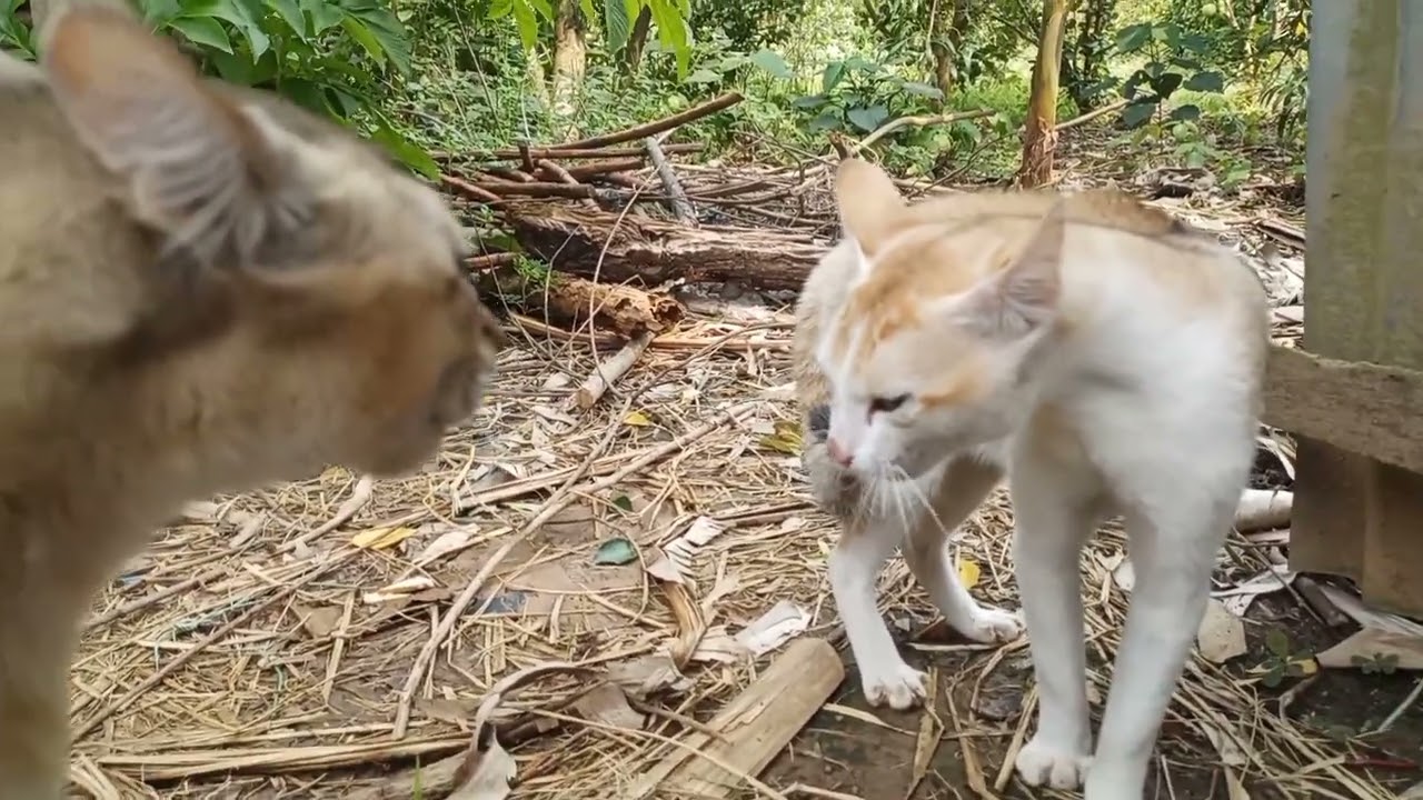 বড়ালের ঝগড়া