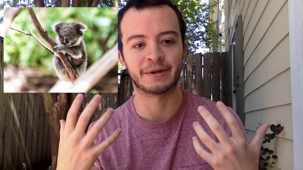 NatureNow Fast Facts: Koalas