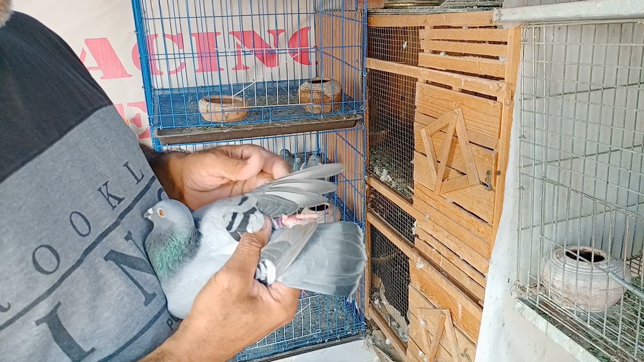 كيفيه تزاوج الحمام