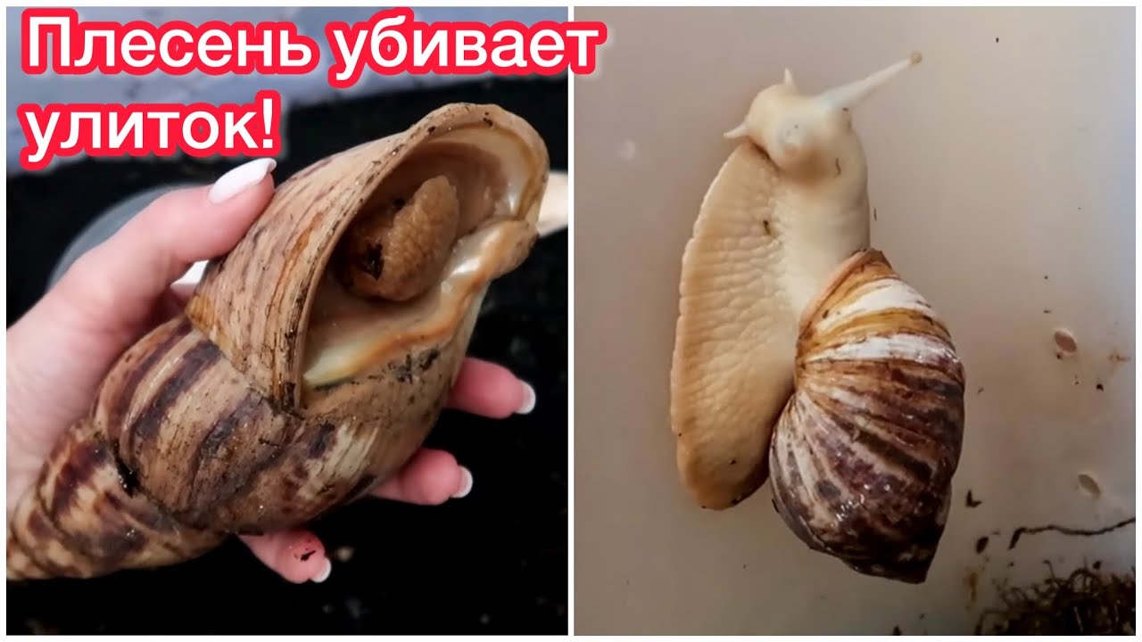 СКОЛЬКО РАЗ НУЖНО УБИРАТЬ У УЛИТОК? ПЛЕСЕНЬ ГЛАВНЫЙ ВРАГ УЛИТОК!