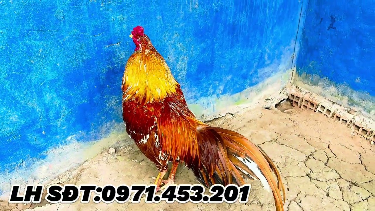 05/02/2026 #top4 Em Chuẩn Đón Xuân Trạng 3kg 3kg3 AE Hợp Nhản LH SĐT:0961.453.201