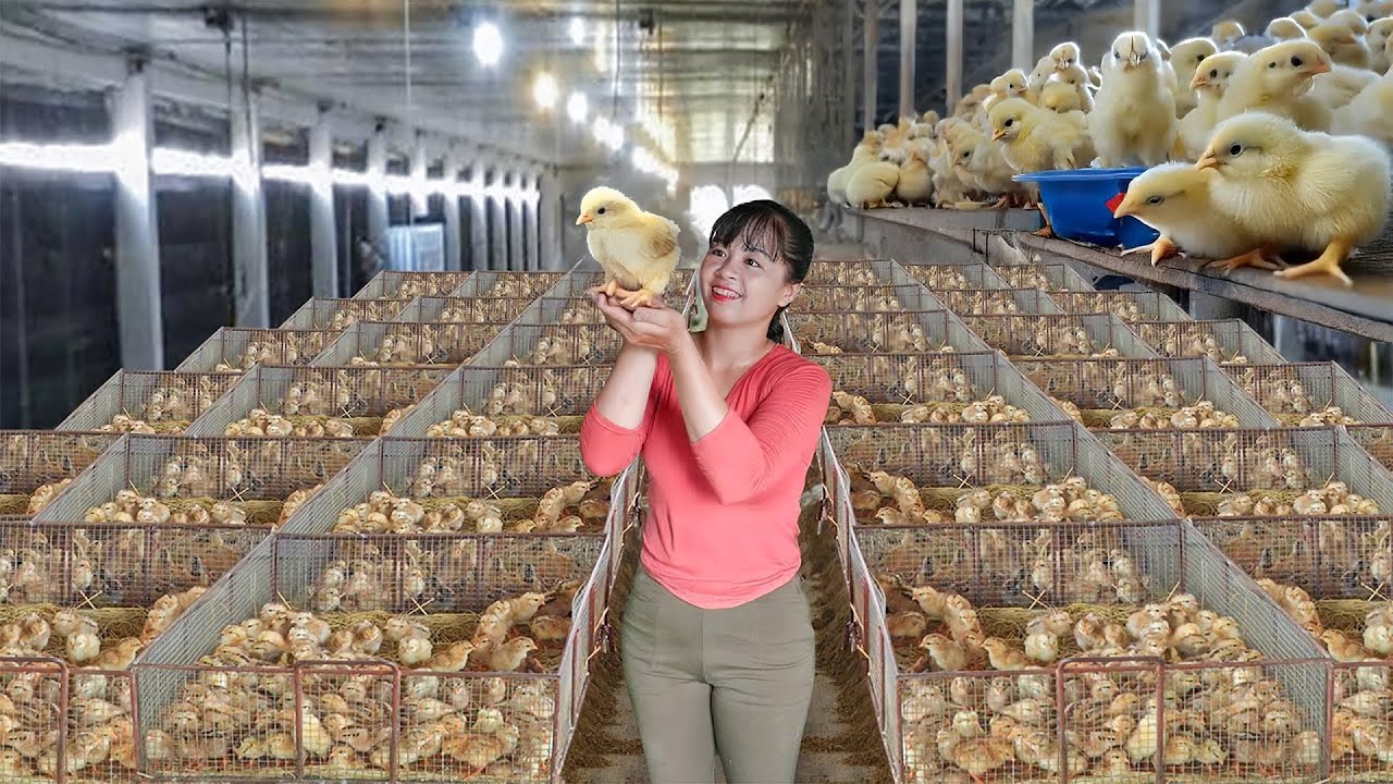 Use 3-Wheeled Truck Buy 300 Chicks From Hatchery - Transport Many Chicks Go To Sell For Villager