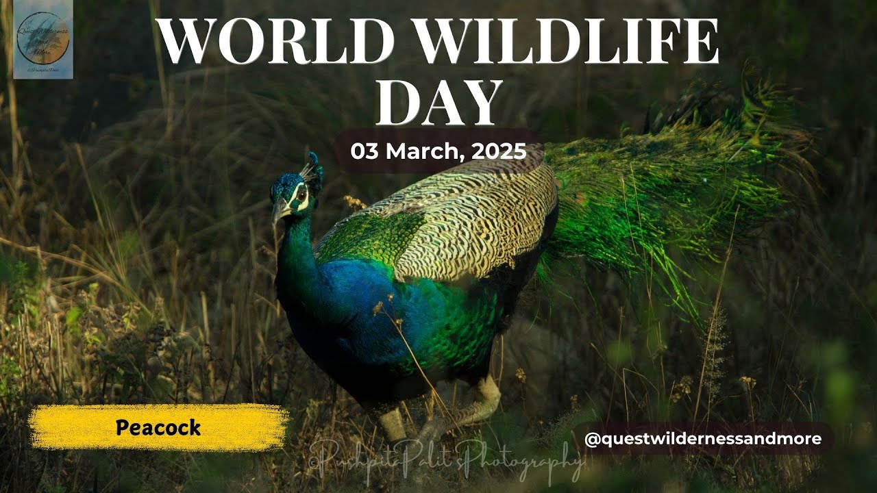 Wildlife Is More Important Than You Think #wildlifeday