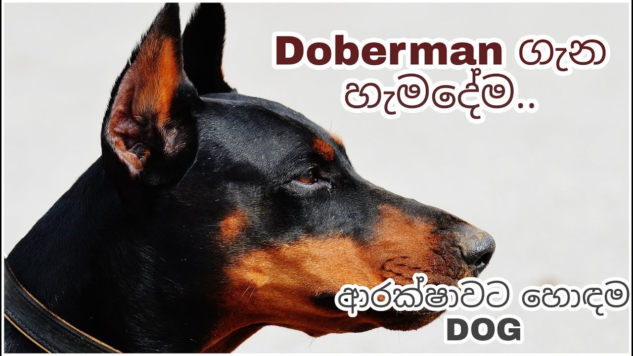 Doberman ගැන හැමදේම | Everything about Doberman Sinhala | Doberman ගැන හැමදේම Sinhalen දැනගන්න