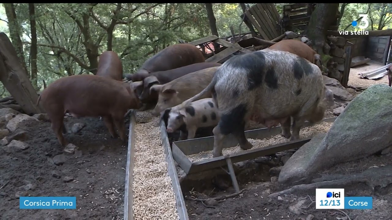 Per Sti Lochi dans le Haut-Taravo, &eacute;pisode 4 : Zicavo