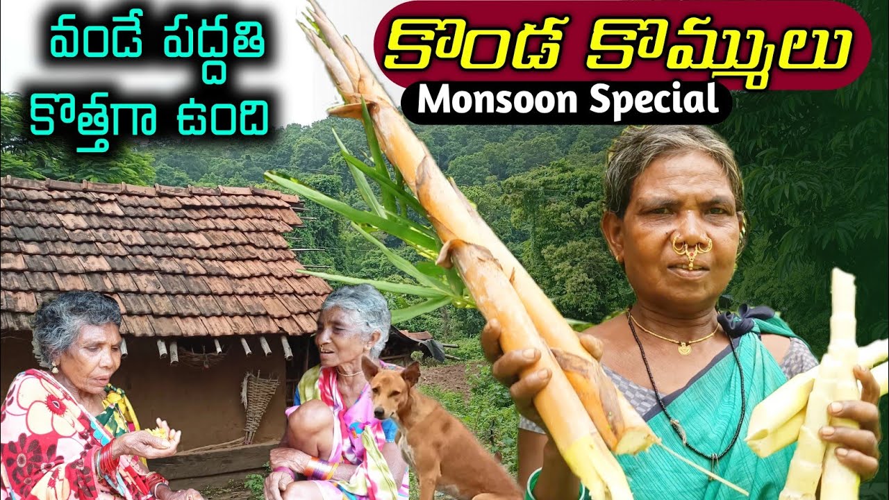 అరుదుగా దొరికే కొండ కొమ్ములు|| పెద్దమ్మ  ఫ్రెండ్స్ తో కలిసి #Tribals Monsoon Special @TribalMirror