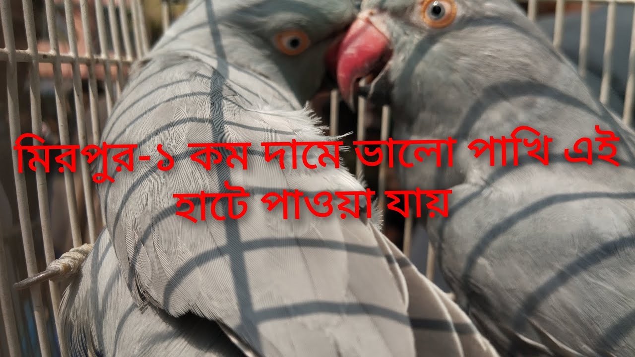 #মিরপুর ১ রোজাতে জমজমাট মিরপুর পাখির হাট 