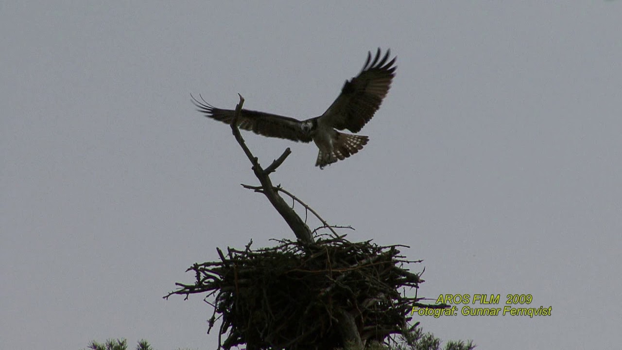 FISKGJUSE  Osprey  (Pandion haliaetus)  Klipp - 2140