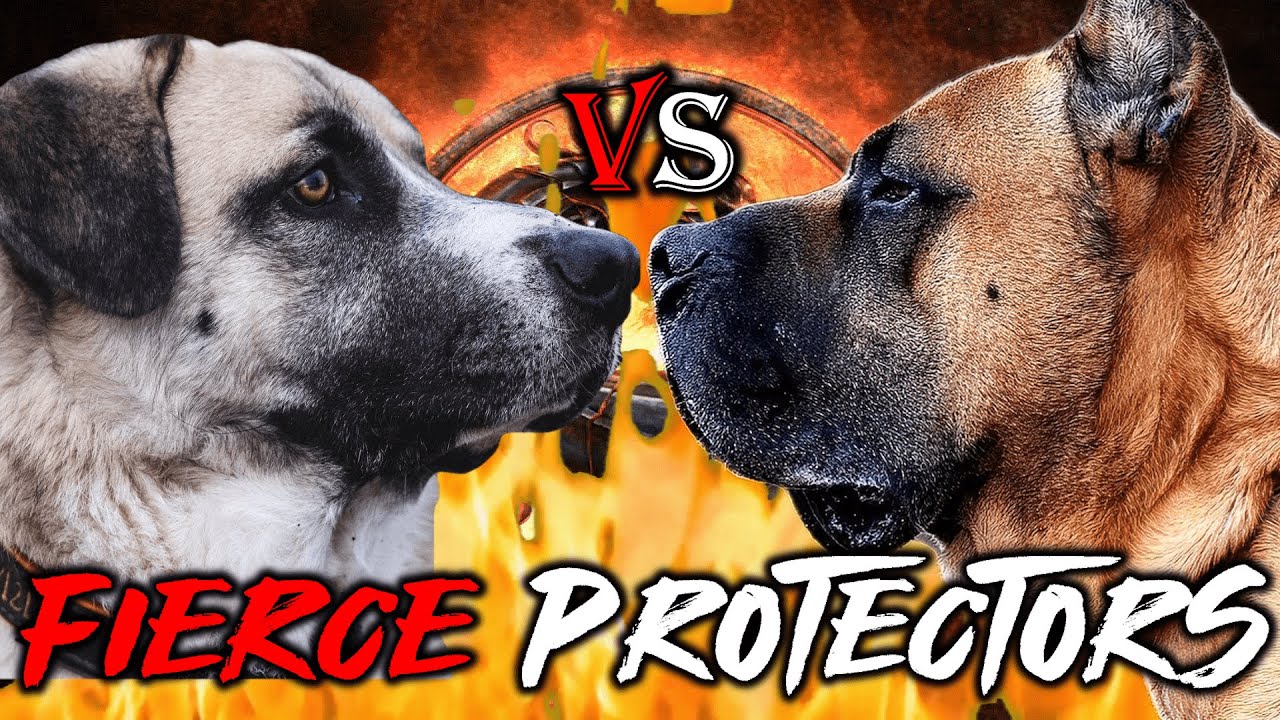Kangal vs Presa Canario | Presa Canario vs Kangal | Powerful Guard Dog? | Billa Boyka |