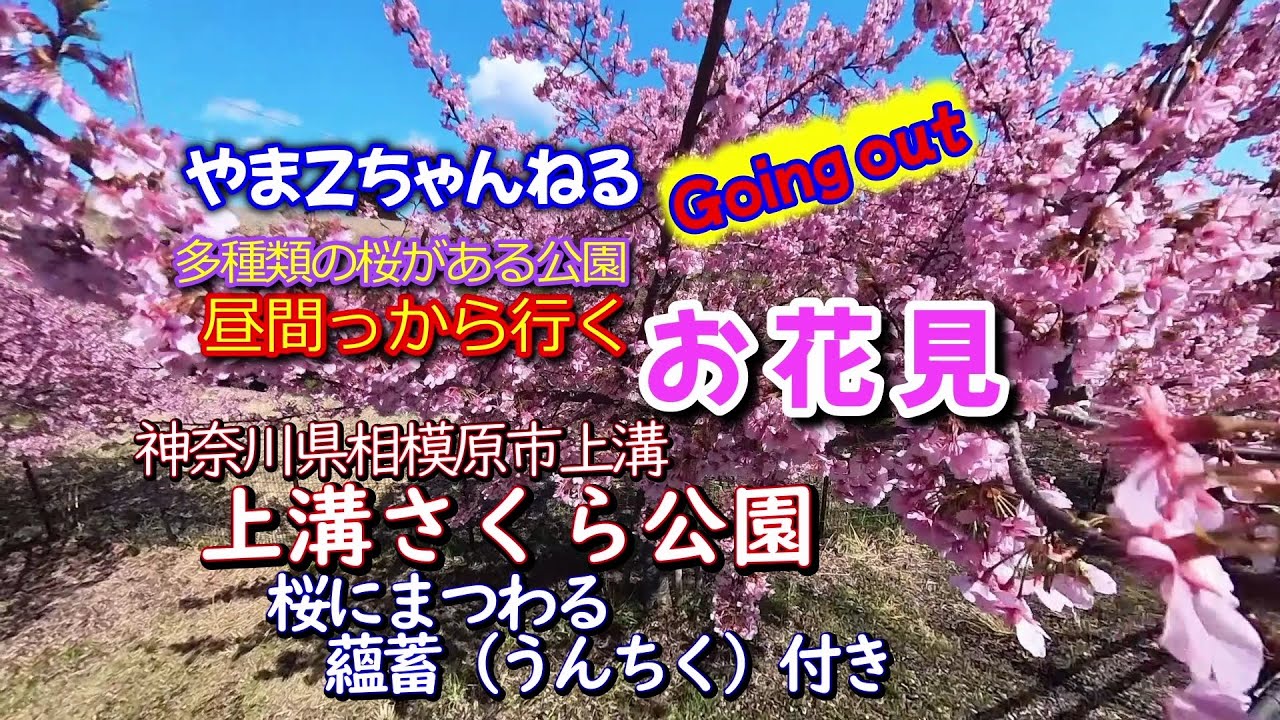 昼間っからお花見_上溝さくら公園（2025.3）