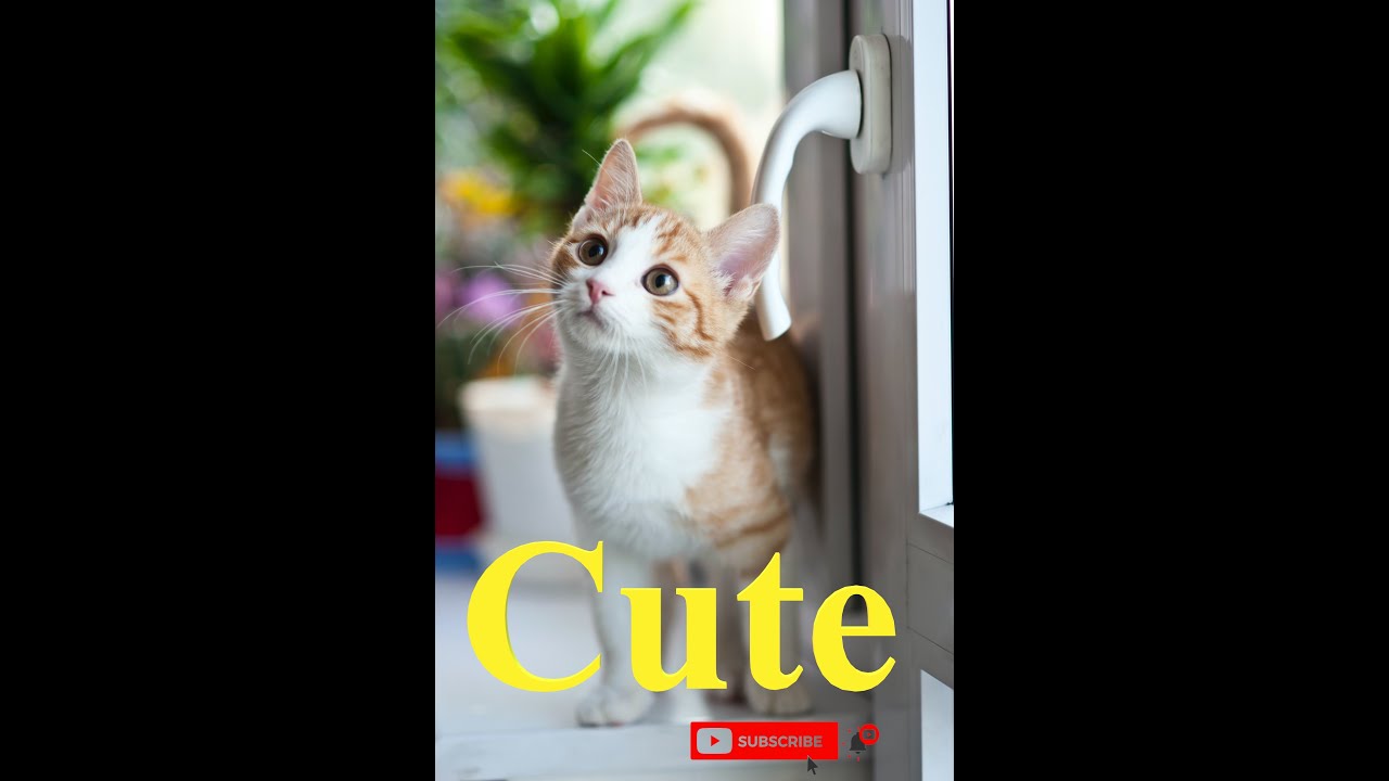 Cute Instrumental Beat:No Copyright Free for Kitten/Puppy Videos |Ohayo by Soyb