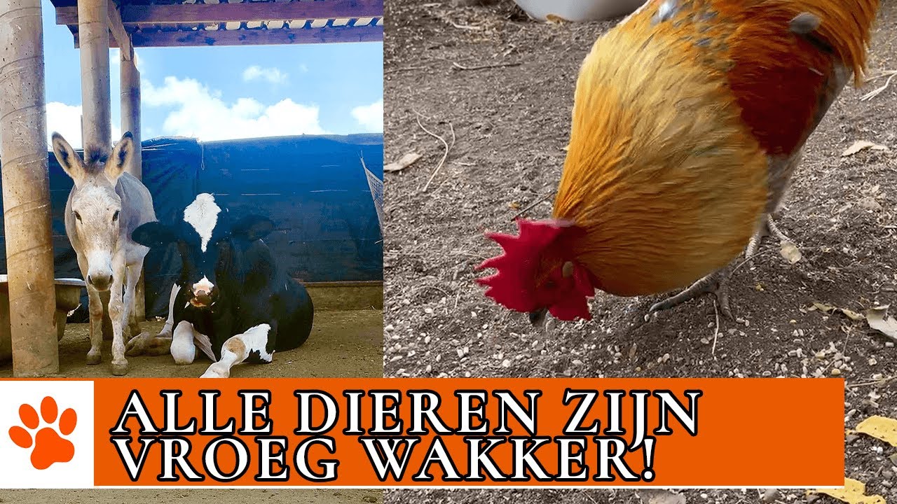 De ochtendroutine van de ezels, paarden en honden! | DierenpraatTV