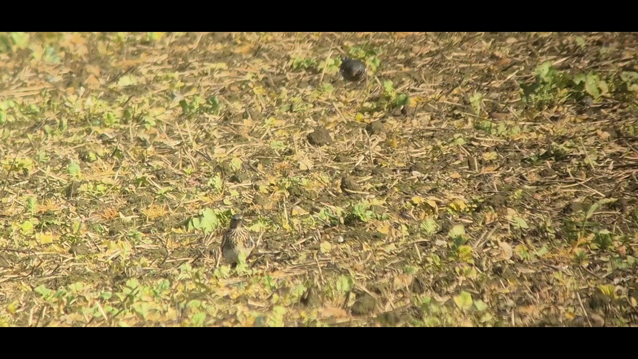 Fieldfares