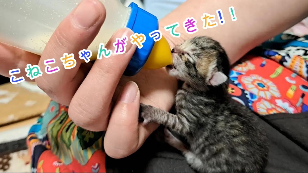 仔猫登場　こねこちゃんがやって来た！　＃ねこ＃こねこ＃赤ちゃんねこ＃アフレコ