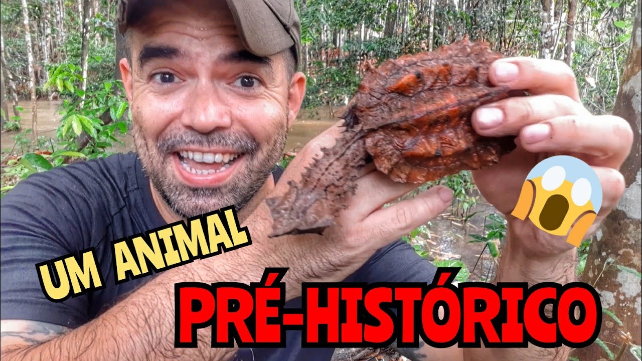 A MAIS ESTRANHA TARTARUGA DA AMAZÔNIA ! | CONHECENDO O MATAMATÁ (Chelus fimbriatus)