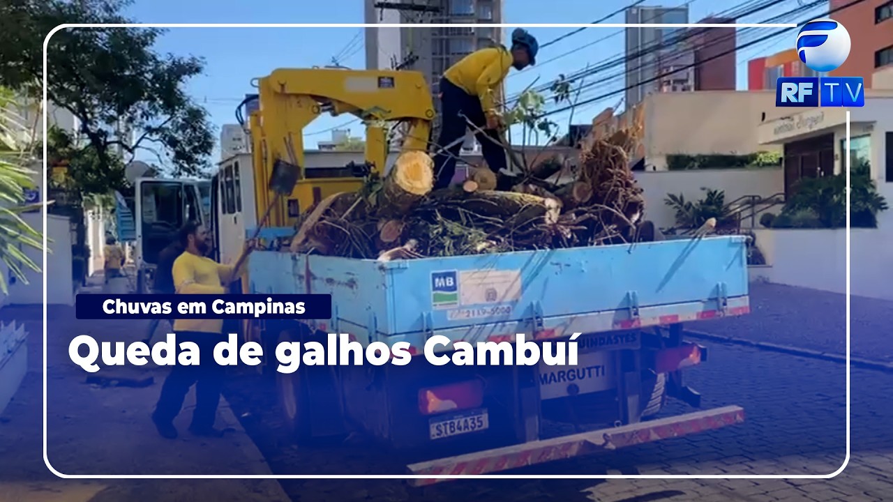 Chuvas provoca queda de árvore em galhos no Cambuí em Campinas