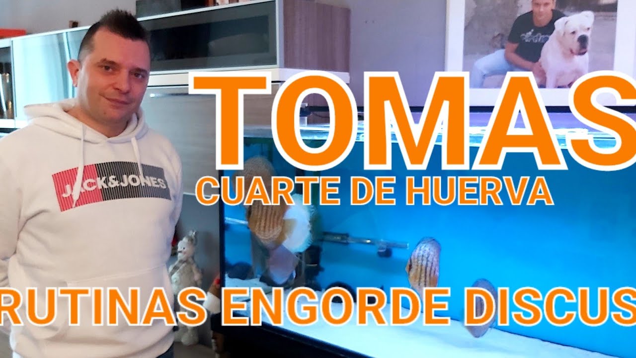 ACUARIO ENGORDE DISCOS//RUTINAS CAMBIO AGUA Y ALIMENTACION