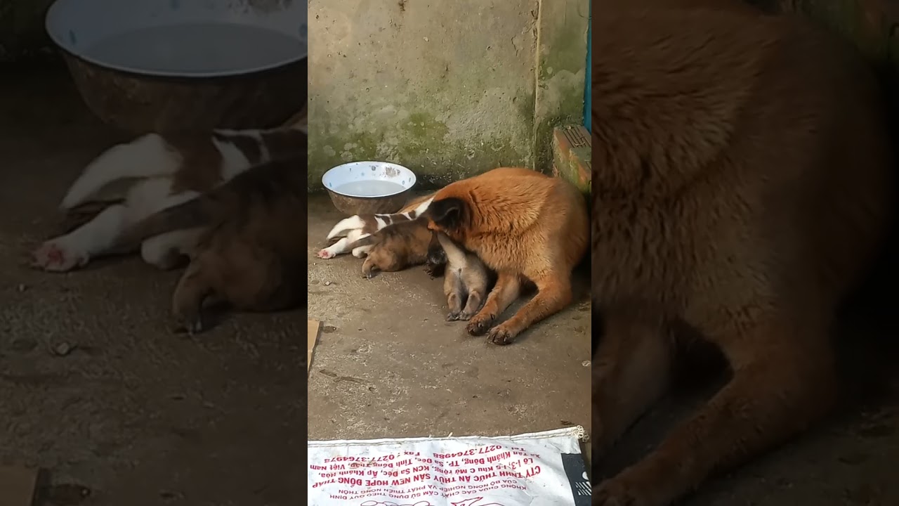 Mình nuôi con gì cũng nhanh lớn. Chỉ có hai đứa con mình là lâu ơi là lâu...?
