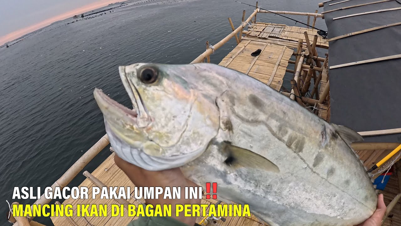 ASLI GACOR Pakai Umpan Ini‼️ Mancing Ikan Di Bagan Pertamina || Mancing Gaes