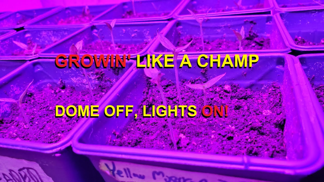 Seedlings: When to remove the humidity dome and turn on the lights!