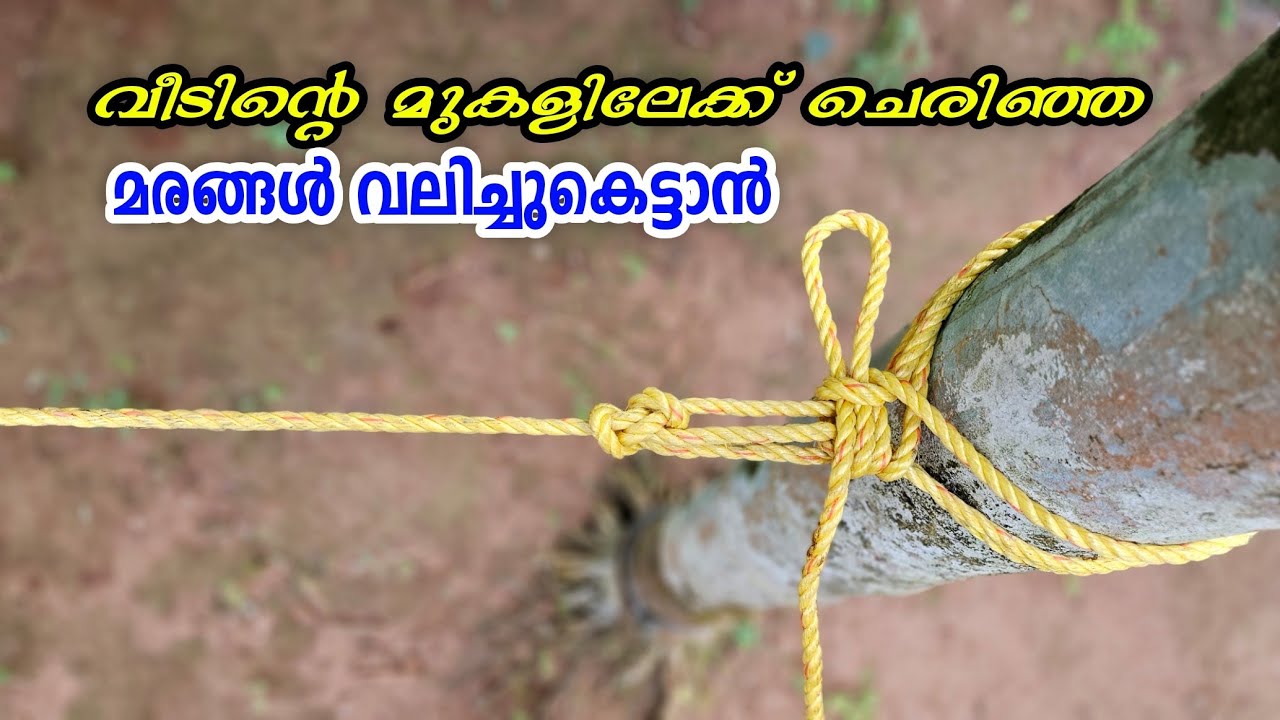 വീടിന്റെ മുകളിലേക്ക് ചെരിഞ്ഞ മരങ്ങൾ കെട്ടാൻ | Knot Malayalam | Rope tricks | 4P Media