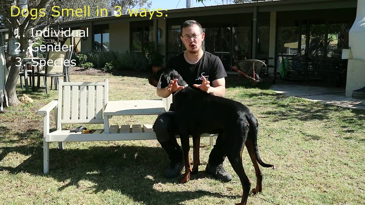 Dogs Smell Snakes! How do Dogs smell snakes? Teach dogs to smell and avoid snakes.