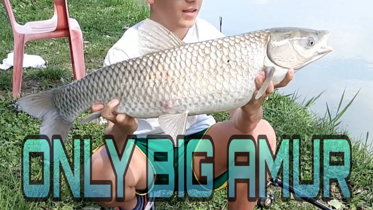 COME PESCARE BIG AMUR e CARPE a BOLOGNESE | bolognese extreme |