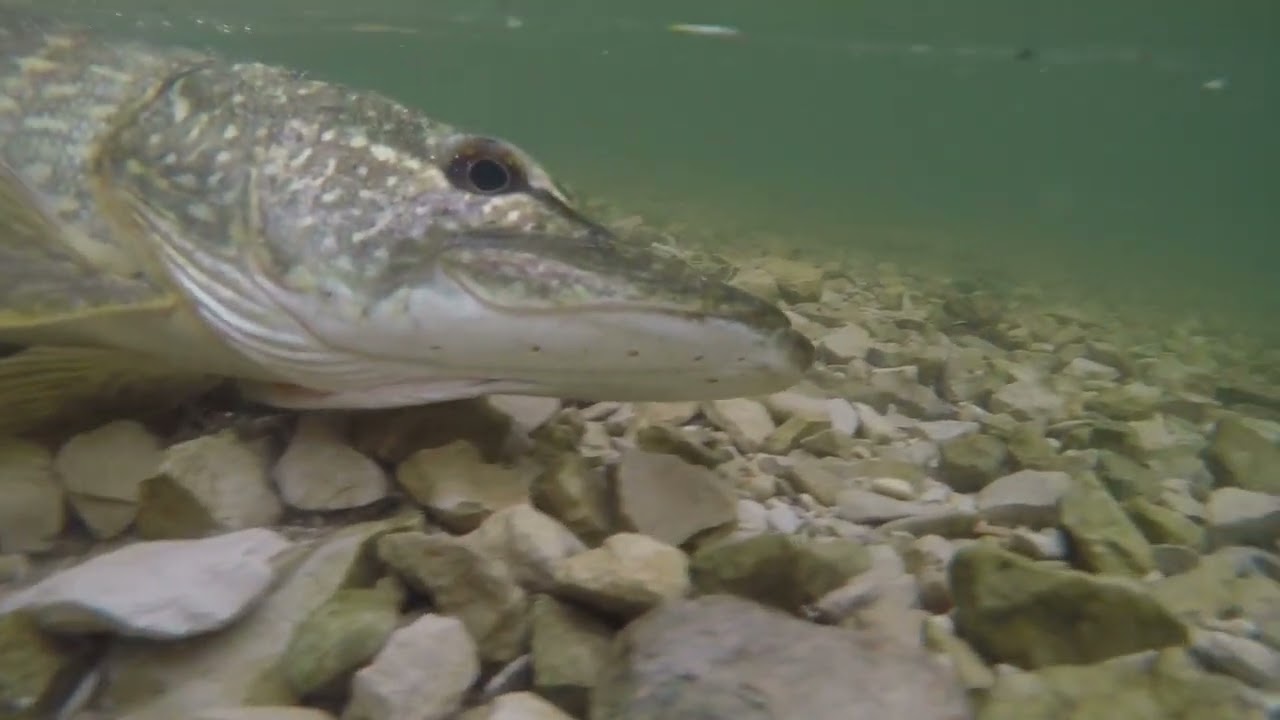 pêche du BORD sur le lac Amance a Dienville dans l'aube première partie #fishing #brochet #youtube