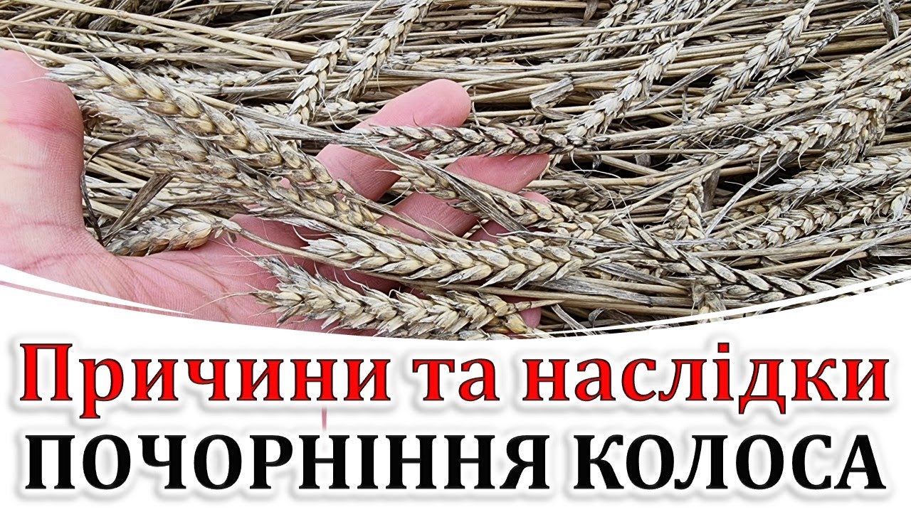 Причини та наслідки почорніння колоса