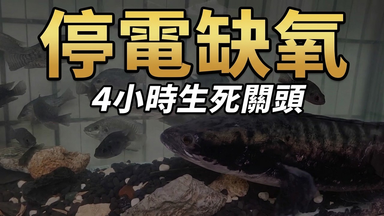 20250923，停電缺氧中，魚虎與小吳郭魚4小時狀態，（原）2