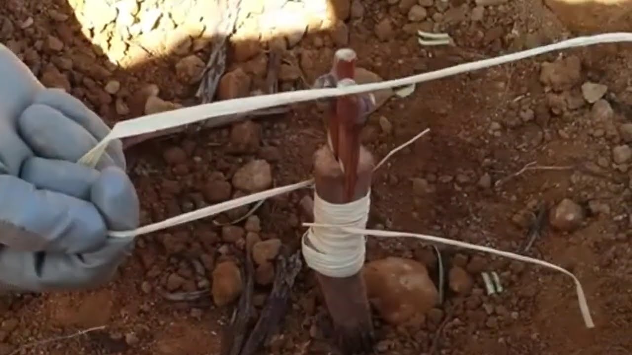 Injerto de vid - tipo espiga : Injerto de viña - tipo pua versión corta (abreviada) @ivaylodimov9206