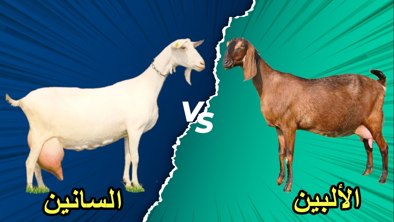 صراع عمالقة الحليب: ماعز السانين أم الألبين؟