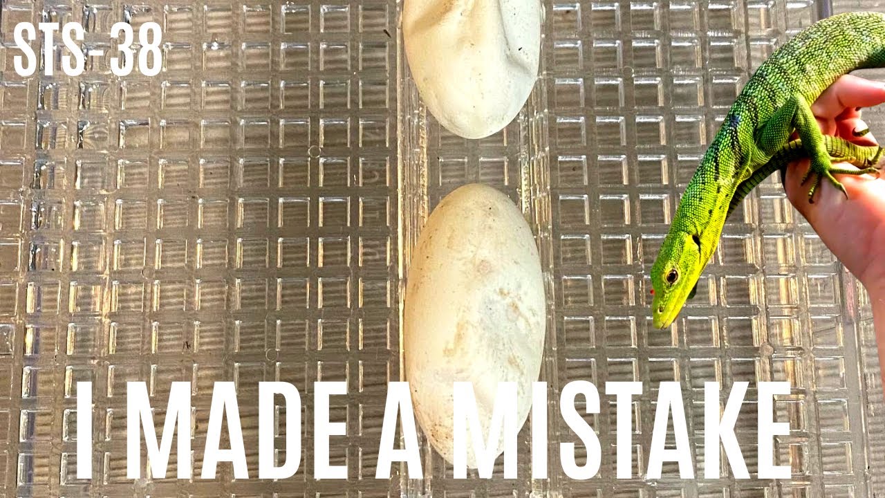 MADE A MISTAKE WHEN BREEDING GREEN TREE MONITORS | IMPROPER NEST BOX | EXOTICS CARTAL | STS-38