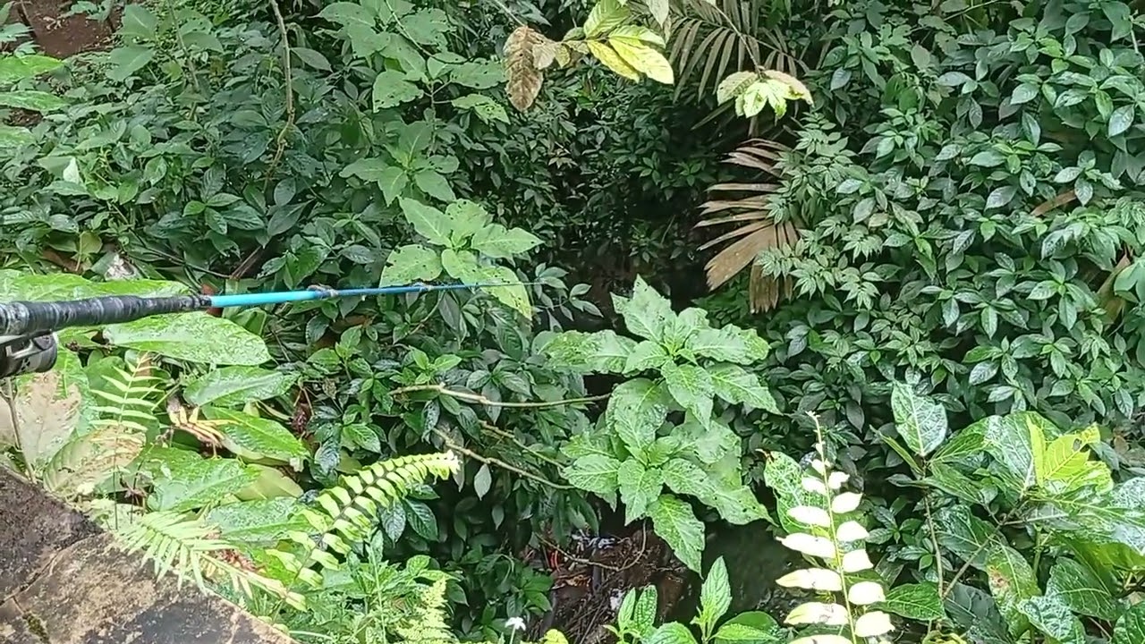 Memancing Ikan Gabus || Suasana Pegunungan