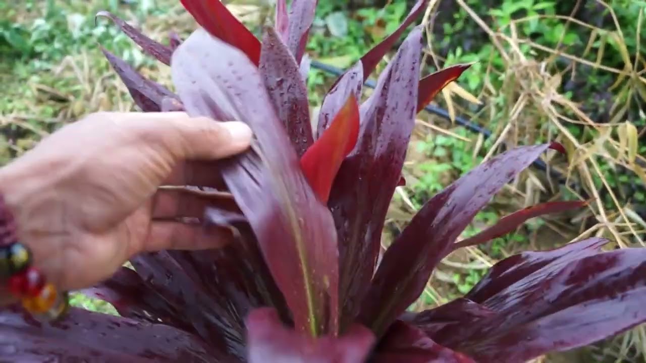 HUYE AP CAO