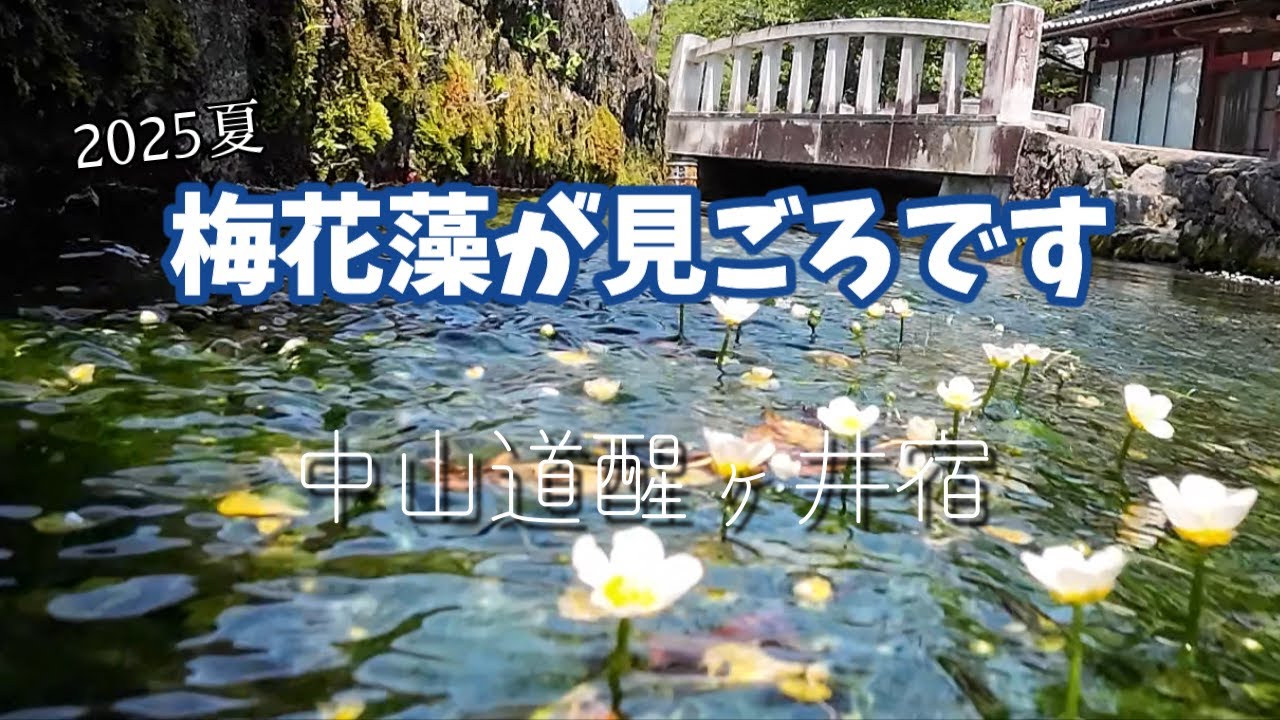 夏旅！梅花藻 うなぎ【滋賀のおすすめスポット】そうだ醒ヶ井へ行こう