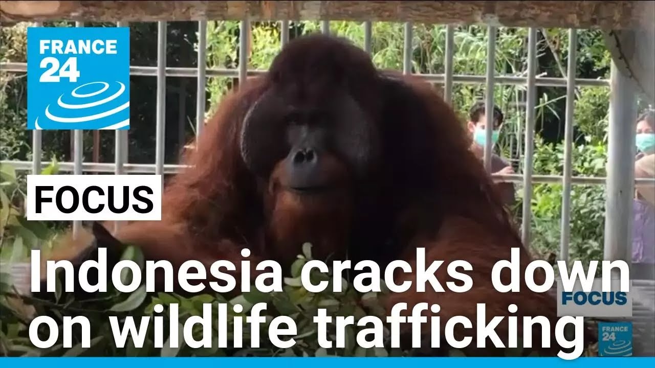 Poaching in Indonesia: Government cracks down on wildlife trafficking &bull; FRANCE 24 English
