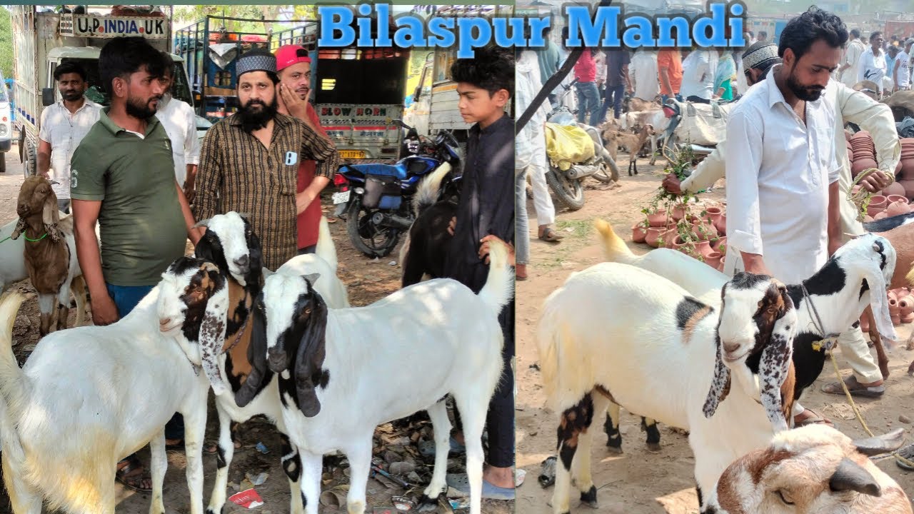 3 May Bilaspur Bakra Mandi 2025 new video | Bilaspur Bakra market in India | totapari Bakra price