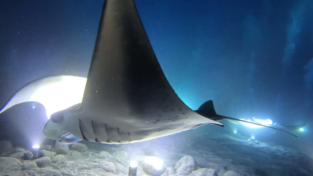 The most epic Kona Hawaii Manta Ray Dive #diving #hawaii #vacation #mantaray