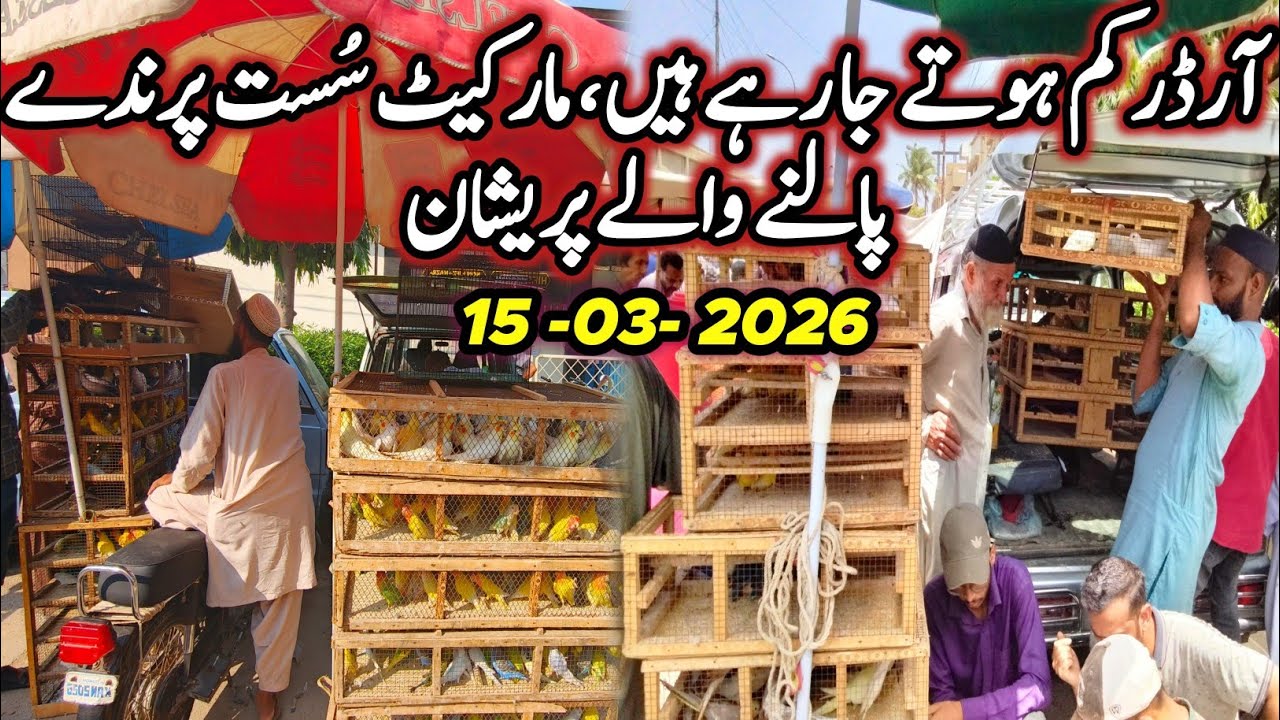 Lalukhet Sunday Birds Market Jaal rtae update 15-03-2026 @SYEDBIRDS