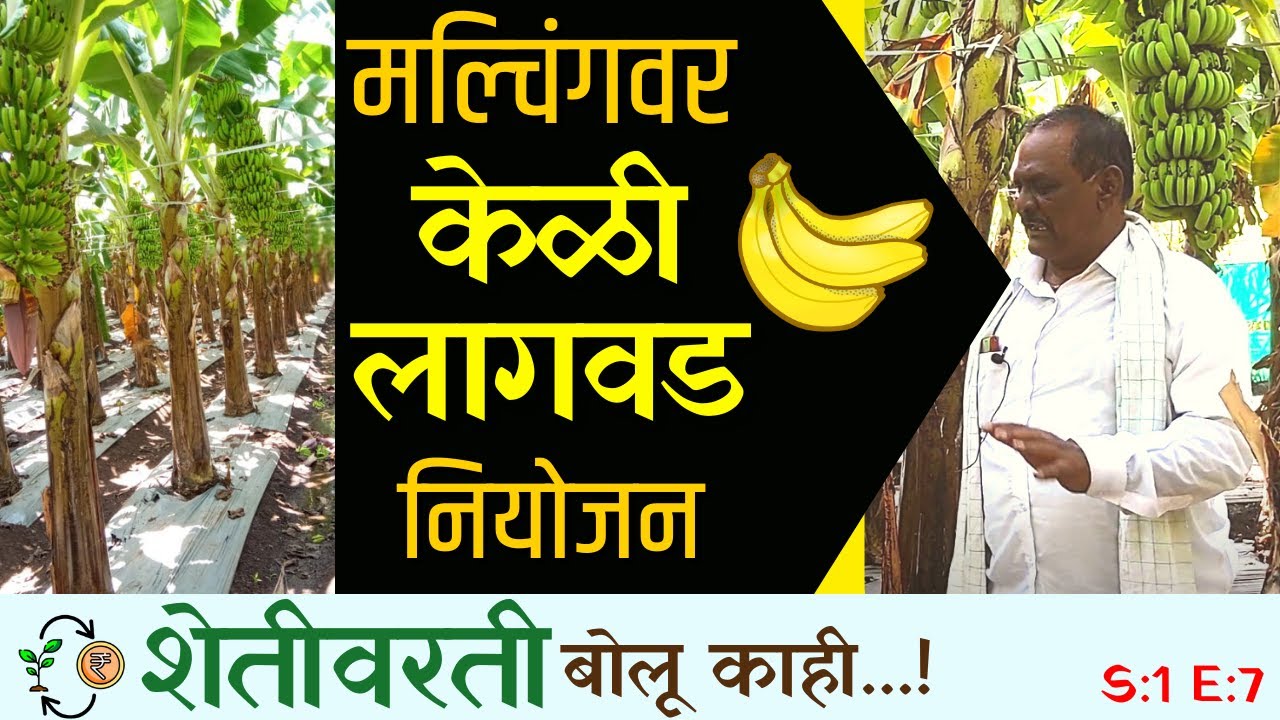 मल्चिंग पेपरवर केळी लागवड नियोजन | Banana Plantation on mulching paper S1E7| By The Kisan College