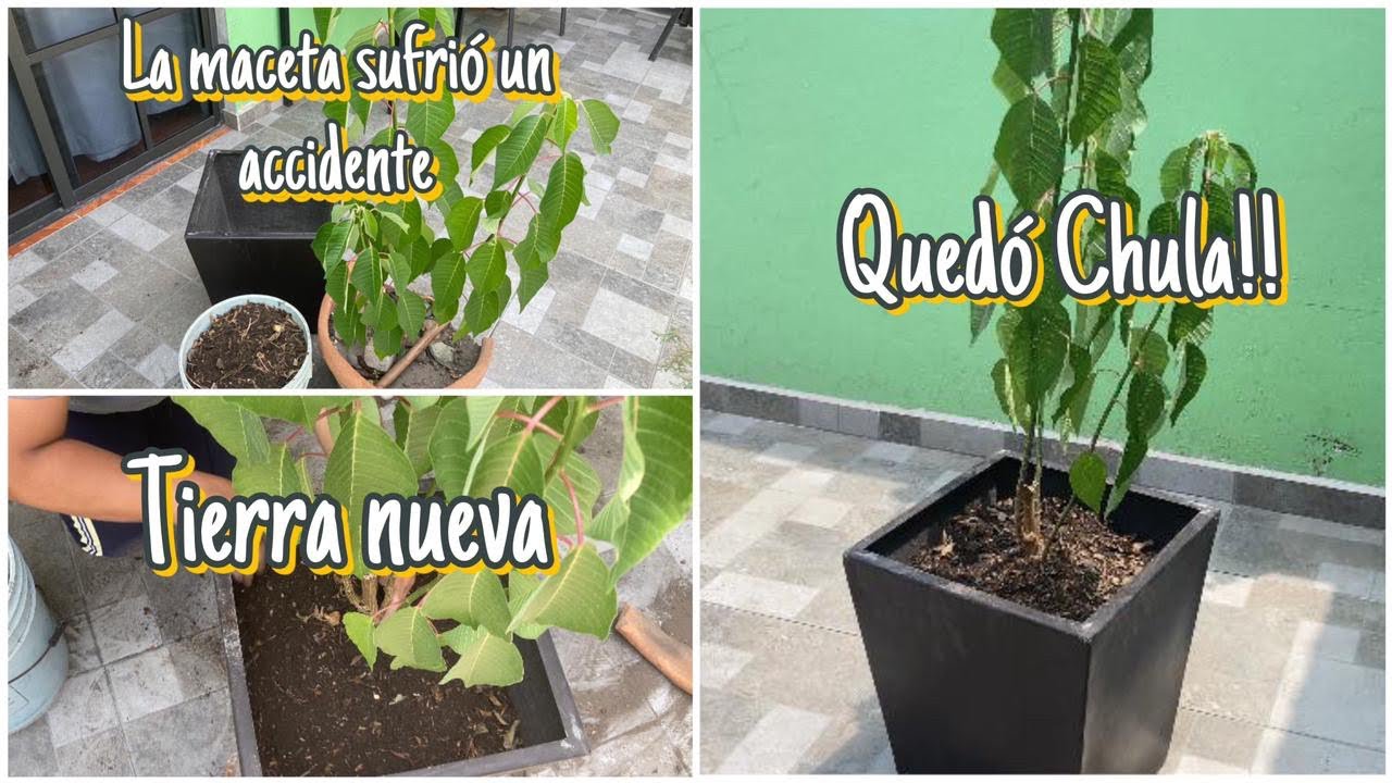 Transplantando lindas nochebuena#diadetransplante#lindasnochebuenas#amantedelasplantas