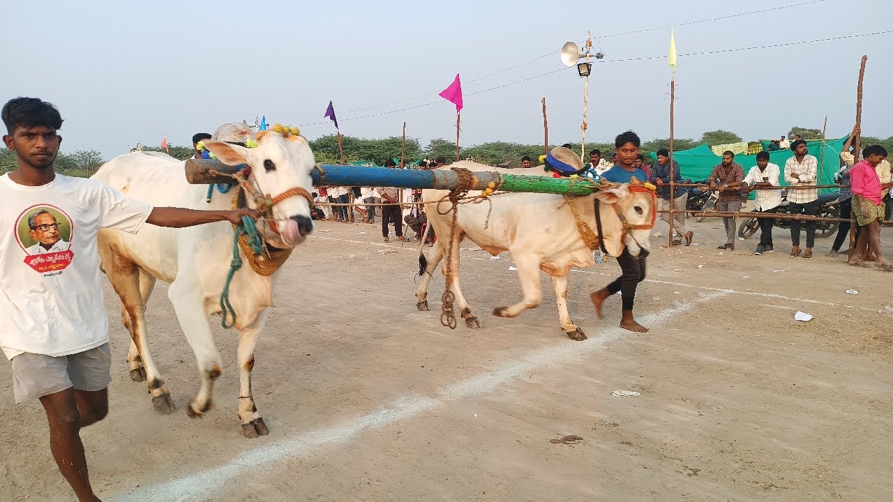 వావిలాల 4పళ్ళ విభాగం బండలాగుడు పోటీలు 17వ జత పెద్దింటి నరేష్ ఉత్తనూరు