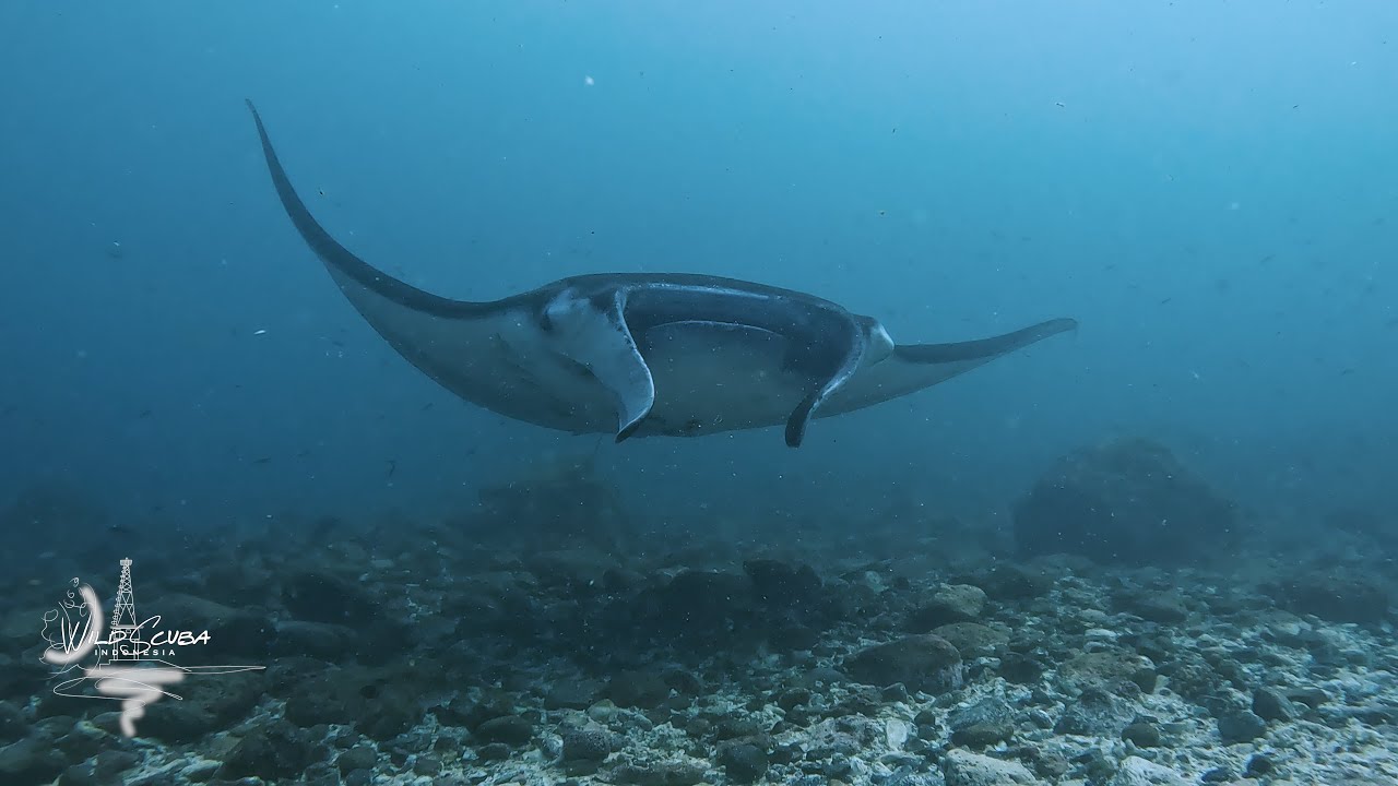 Belongas Bay! Big Mantas and Barracudas!