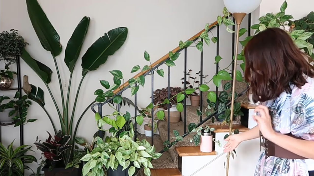 Tour plantas de interior en mi sala 💚🌿 Compras Nuevas de Plantas | Abril 2021