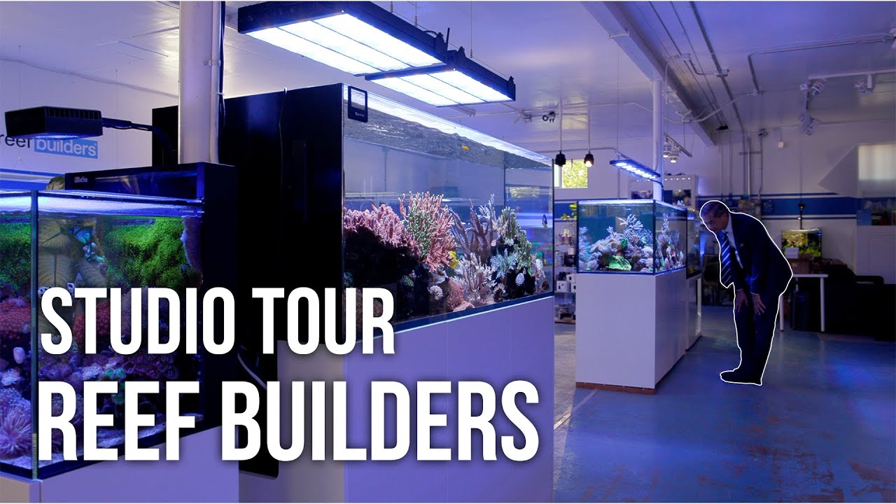 Последний визит в студию Reef Builders