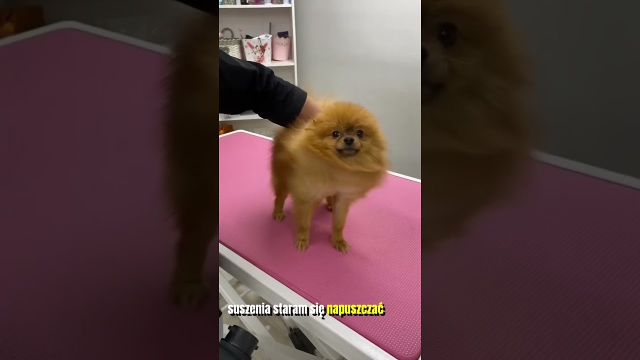 Prawidłowa pielęgnacja szpica miniaturowego( Pomeranian ) w salonie groomerskim